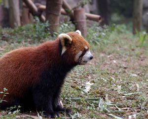 Preview wallpaper red panda, grass, animal, sitting