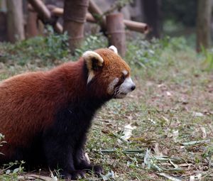 Preview wallpaper red panda, grass, animal, sitting