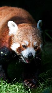 Preview wallpaper red panda, grass, blurring, climb