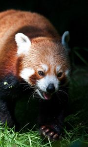 Preview wallpaper red panda, grass, blurring, climb