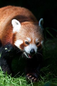 Preview wallpaper red panda, grass, blurring, climb