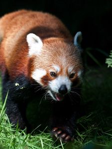 Preview wallpaper red panda, grass, blurring, climb