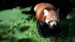 Preview wallpaper red panda, grass, blurring, climb