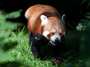 Preview wallpaper red panda, grass, blurring, climb