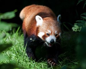 Preview wallpaper red panda, grass, blurring, climb