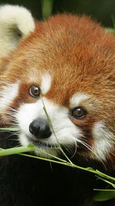 Preview wallpaper red panda, grass, face, animal