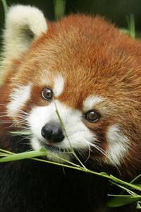 Preview wallpaper red panda, grass, face, animal