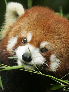 Preview wallpaper red panda, grass, face, animal