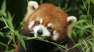 Preview wallpaper red panda, grass, face, animal