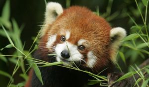 Preview wallpaper red panda, grass, face, animal