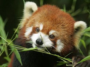 Preview wallpaper red panda, grass, face, animal