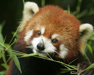 Preview wallpaper red panda, grass, face, animal