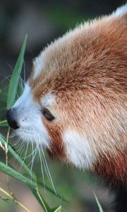 Preview wallpaper red panda, grass, food, face