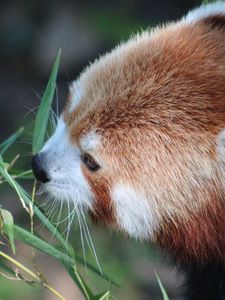 Preview wallpaper red panda, grass, food, face