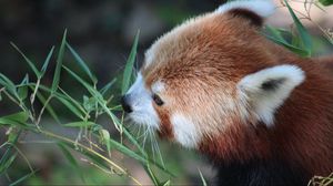 Preview wallpaper red panda, grass, food, face