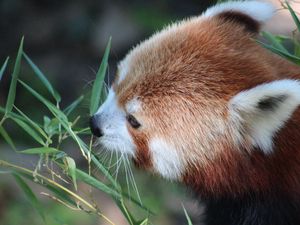 Preview wallpaper red panda, grass, food, face