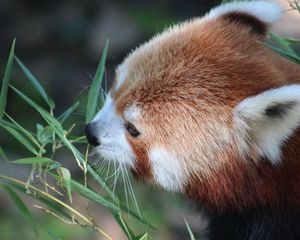 Preview wallpaper red panda, grass, food, face