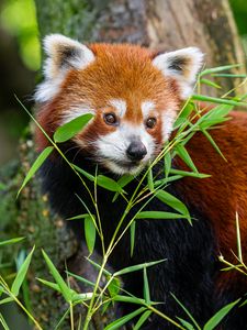 Preview wallpaper red panda, grass, leaves, wildlife