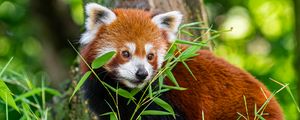 Preview wallpaper red panda, grass, leaves, wildlife