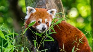 Preview wallpaper red panda, grass, leaves, wildlife