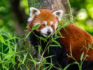 Preview wallpaper red panda, grass, leaves, wildlife