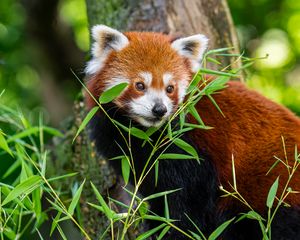 Preview wallpaper red panda, grass, leaves, wildlife