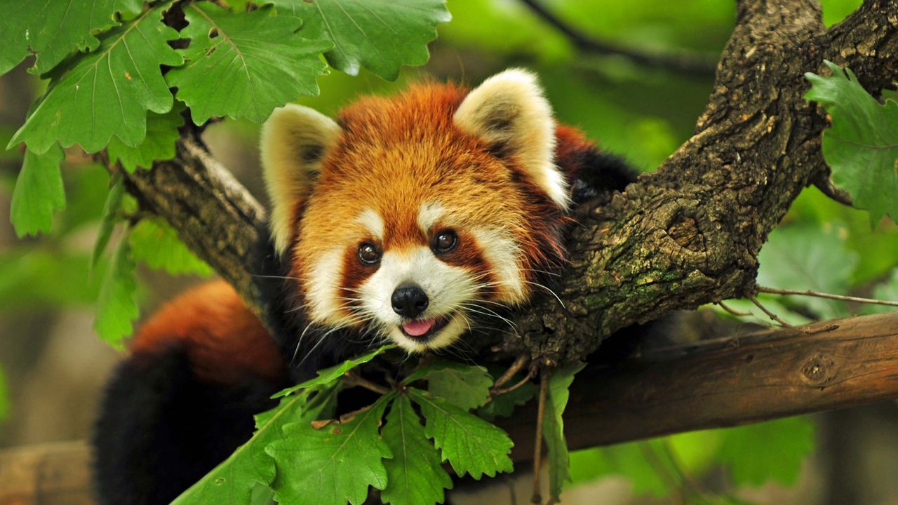 Wallpaper red panda, grass, leaves, branches
