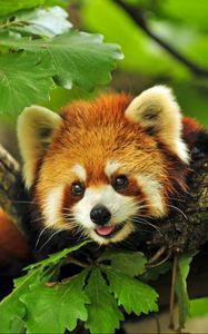 Preview wallpaper red panda, grass, leaves, branches