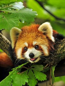 Preview wallpaper red panda, grass, leaves, branches