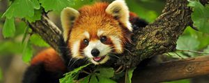 Preview wallpaper red panda, grass, leaves, branches