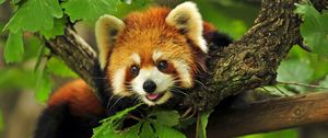 Preview wallpaper red panda, grass, leaves, branches