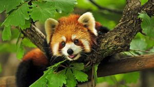 Preview wallpaper red panda, grass, leaves, branches