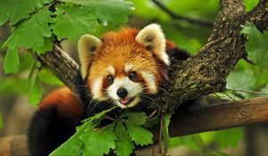 Preview wallpaper red panda, grass, leaves, branches