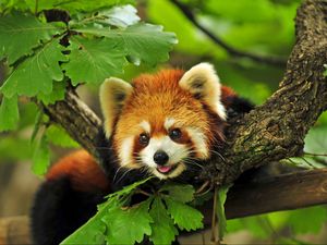 Preview wallpaper red panda, grass, leaves, branches