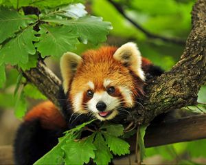 Preview wallpaper red panda, grass, leaves, branches