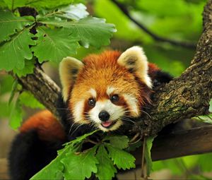 Preview wallpaper red panda, grass, leaves, branches