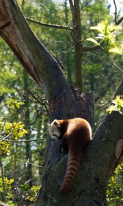 Preview wallpaper red panda, grass, leaves, tree