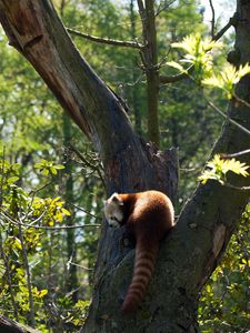 Preview wallpaper red panda, grass, leaves, tree