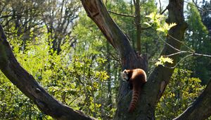 Preview wallpaper red panda, grass, leaves, tree