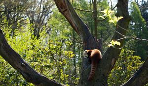 Preview wallpaper red panda, grass, leaves, tree