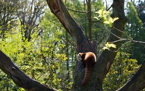 Preview wallpaper red panda, grass, leaves, tree