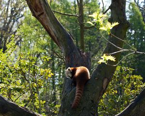 Preview wallpaper red panda, grass, leaves, tree