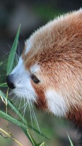 Preview wallpaper red panda, grass, muzzle, panda, lesser panda
