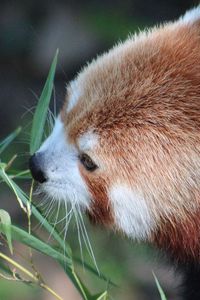Preview wallpaper red panda, grass, muzzle, panda, lesser panda