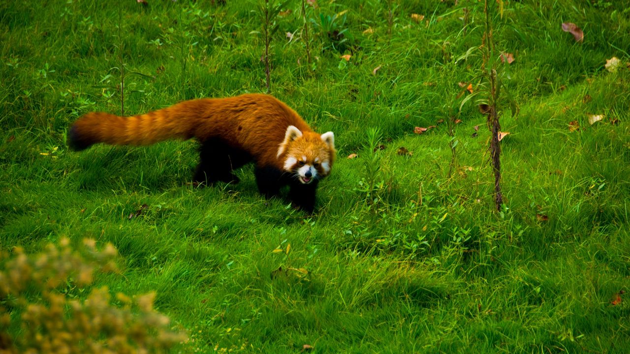 Wallpaper red panda, grass, walk
