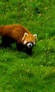 Preview wallpaper red panda, grass, walk