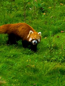 Preview wallpaper red panda, grass, walk