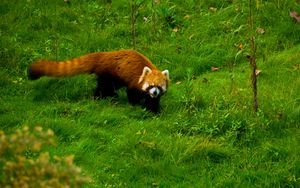 Preview wallpaper red panda, grass, walk