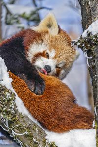 Preview wallpaper red panda, language, funny, animal, snow