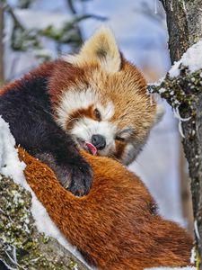 Preview wallpaper red panda, language, funny, animal, snow